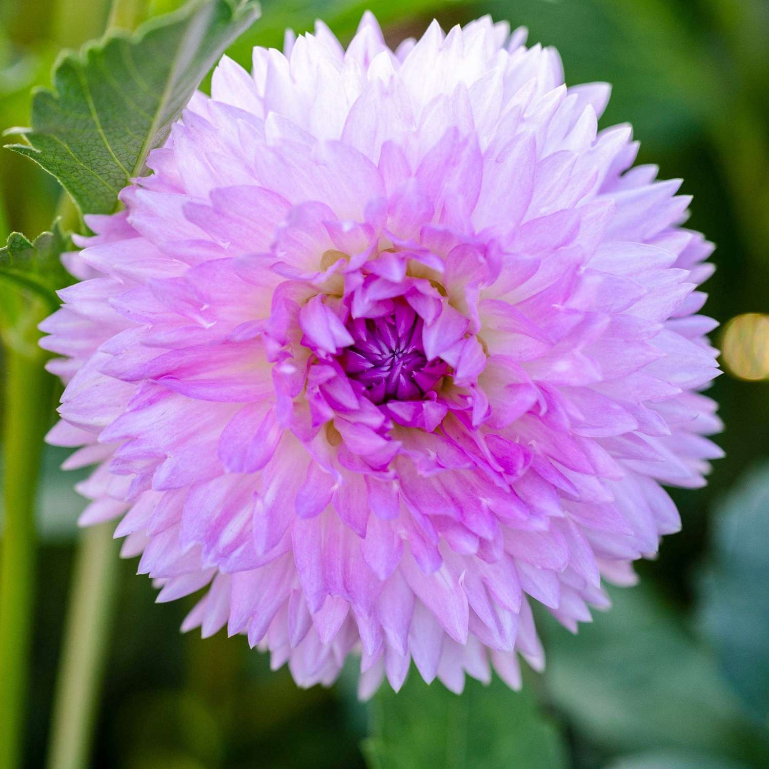 Dahlie 'Sakura Fubuki'